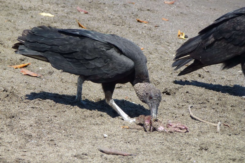 P10307650001.JPG (800x533 pixels)